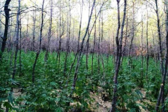 Εντοπίστηκαν φυτείες με 12.800 δενδρύλλια κάνναβης στη Βοιωτία
