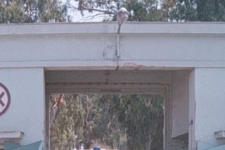Και ο νέος δήμαρχος υπέρ της διάσωσης