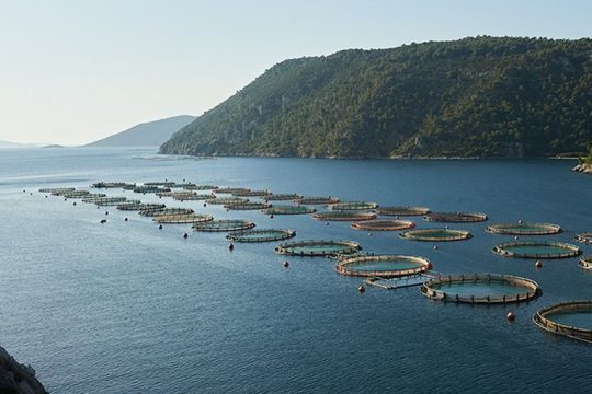 Lidl Ελλάς: επίσκεψη στις εγκαταστάσεις του προμηθευτή «Ιχθυοτροφεία ΣΕΛΟΝΤΑ ΑΕΓΕ»