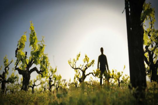 Ηράκλειο: Αυτοψίες του ΕΛΓΑ σε αμπέλια μετά τη νεροποντή