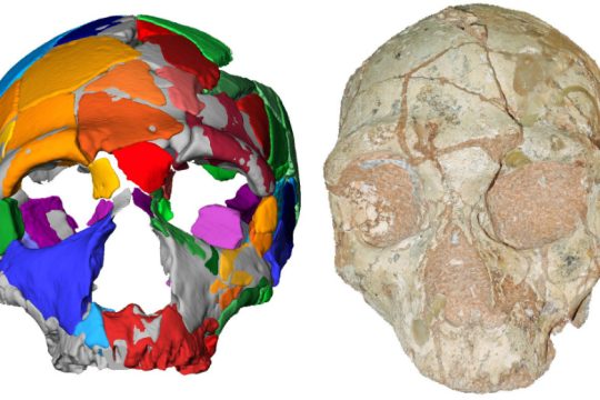 Στην Ελλάδα το αρχαιότερο κρανίο Homo Sapiens της Ευρασίας