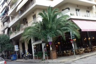 Πεισματάρης φοίνικας