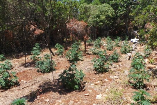 Συνεχίζονται οι επιχειρήσεις της ΕΛΑΣ – 4 νέες χασισοφυτείες στο Ηράκλειο