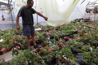 Τι λένε επιστήμονες και οικολογικές οργανώσεις για την υπερένταση του φαινομένου