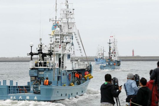 Η Ιαπωνία ξεκινά μετά από 30 χρόνια ξανά το κυνήγι φαλαινών