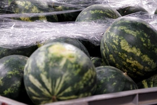 Δεσμεύθηκαν 11,4 τόνοι καρπούζια στο Ρέντη
