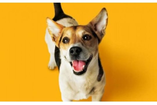 Μήνας Στοματικής Φροντίδας Pedigree® Dentastix™