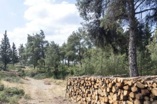 «Δεν υπάρχουν ενδείξεις επέκτασης του φλοιοφάγου σκαθαριού στο Σέιχ Σου»