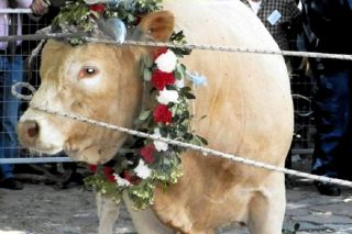 Μεσαιωνικές τελετουργίες με βασανισμό ζώων στη Λέσβο