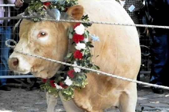 Μεσαιωνικές τελετουργίες με βασανισμό ζώων στη Λέσβο