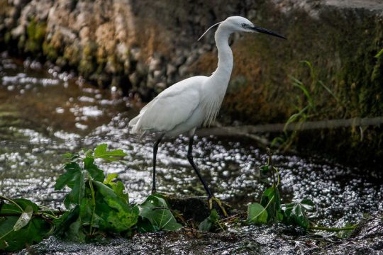 Ο Κ. Χατζηδάκης χρεώνει στον ΣΥΡΙΖΑ τη νέα παραπομπή της χώρας μας στο Ευρωδικαστήριο