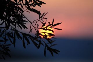 Στη Γέρα των ελαιώνων