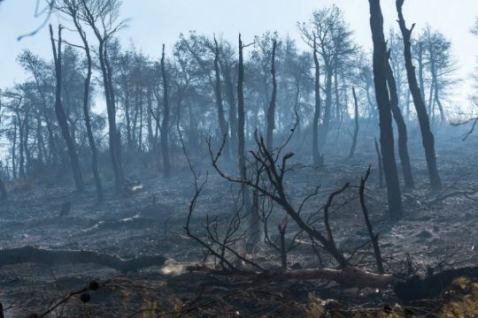 Στάχτη τουλάχιστον 24.000 στρέμματα στην Εύβοια