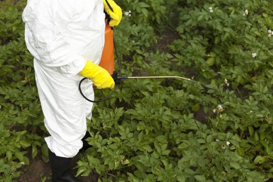Καρκινογόνα φυτοφάρμακα σε παιδιά της Κρήτης και τις μητέρες τους