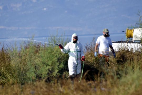 ΙΣΑ: Ανησυχία για νέα κρούσματα του ιού του Δυτικού Νείλου