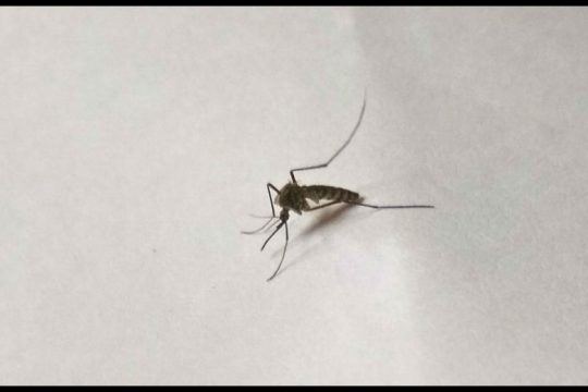 Τέσσερις νεκροί από τον ιό του Δυτικού Νείλου μέσα στο 2019