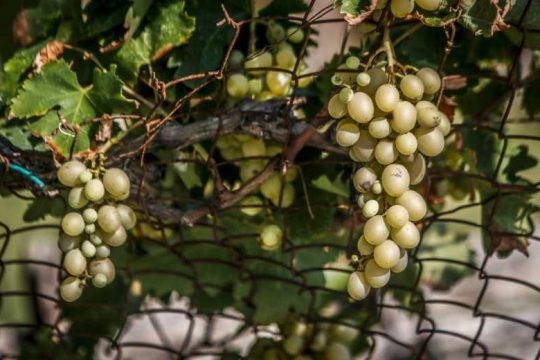Τα σταφύλια της… στοργής
