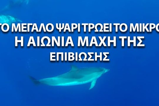 Η αιώνα μάχη της επιβίωσης από ψηλά