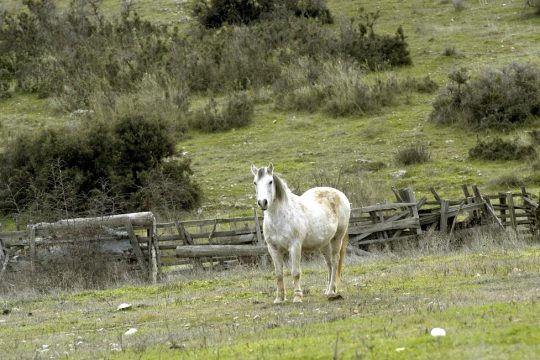 Πρωινή κουβεντούλα με όμορφη φοραδίτσα