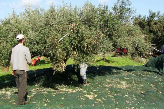 Ψάχνουν εργατικά χέρια στη Βιάννο για την ελαιοσυγκομιδή