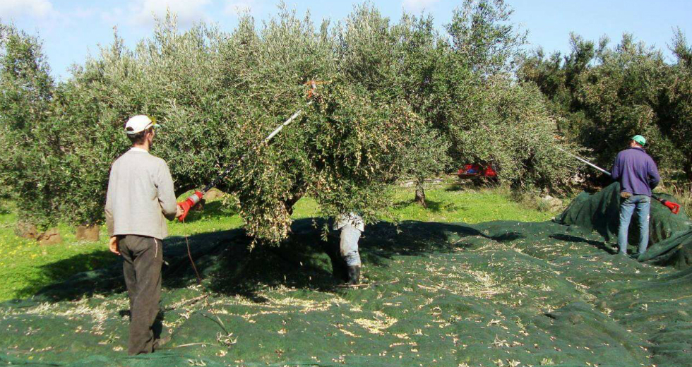 Ψάχνουν εργατικά χέρια στη Βιάννο για την ελαιοσυγκομιδή