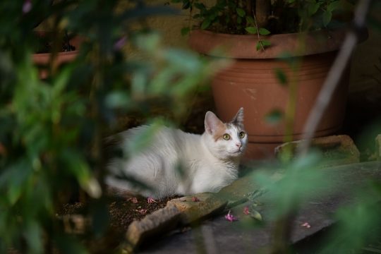 Μια γατούλα με πείσμα να υιοθετηθεί