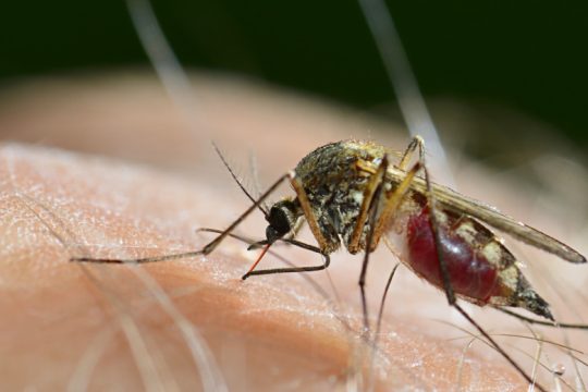 Στους 20 οι νεκροί από τον ιό του Δυτικού Νείλου