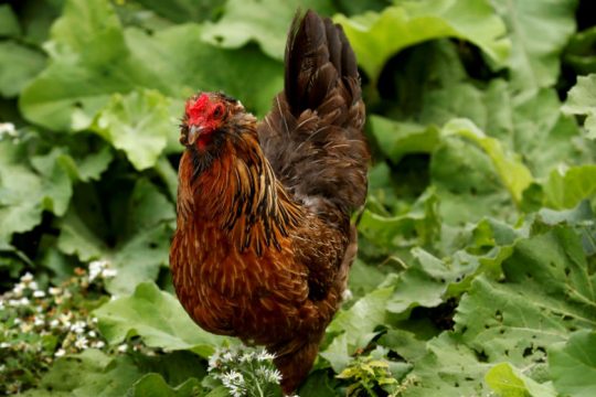 Θα συνεχίσει να λαλεί και με την άδεια του δικαστηρίου
