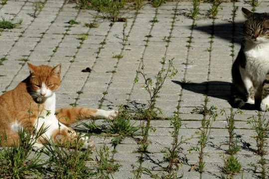 Πρόστιμο από… δεσπόζουσα άγνοια
