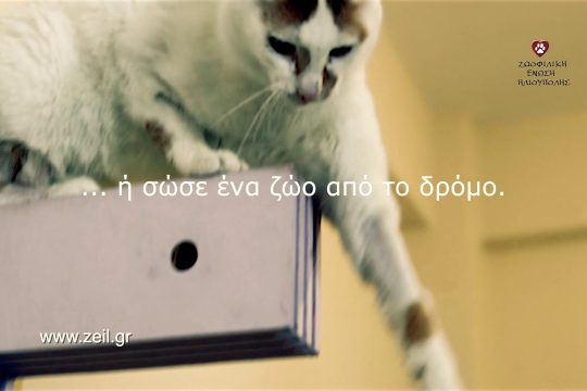Οι γάτες είναι υπέροχα πλάσματα!