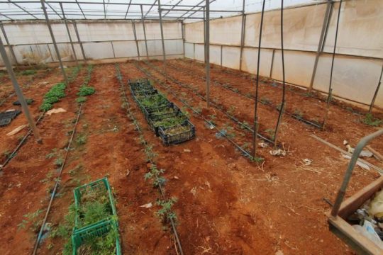 Δύο φυτείες σε θερμοκήπια με 3.250 δενδρύλλια κάνναβης στη Μεσαρά