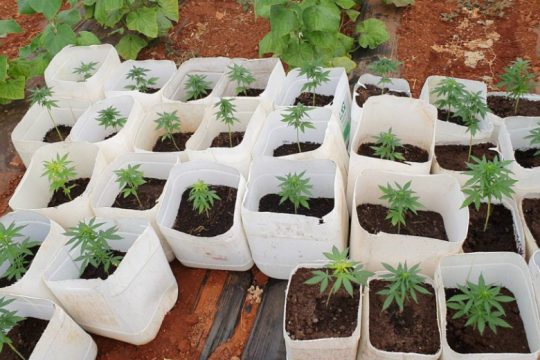 Νόμιμη η καλλιέργεια κάνναβης με τα 3.250 δενδρύλλια