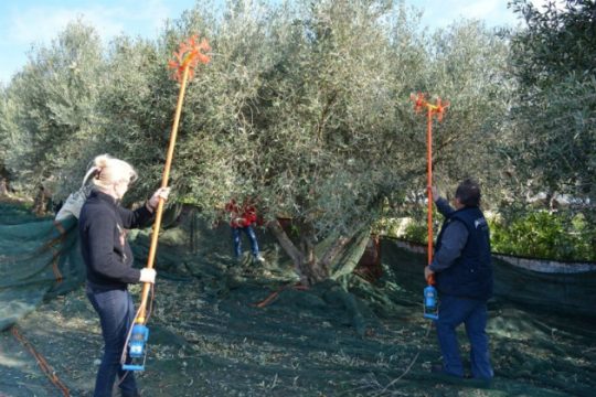 Χανιά: Κίνδυνος για τις ελιές λόγω έλλειψης φαρμάκων για την δακοκτονία