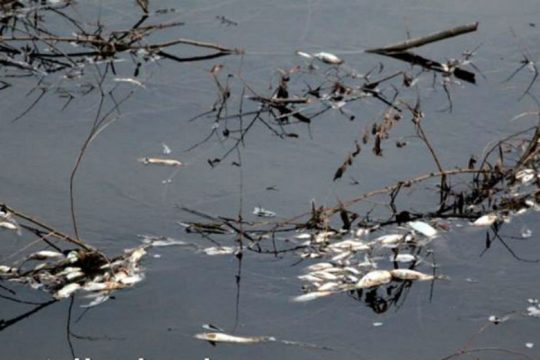 Χιλιάδες νεκρά ψάρια σε παραπόταμο του Πηνειού