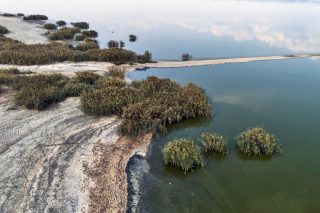 Η Κορώνεια πεθαίνει, οι επιτροπές… ζουν και βασιλεύουν