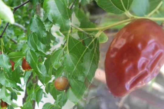 Ημαρτημένων αθώωσις: τζιτζιφιά ήταν η κρανιά