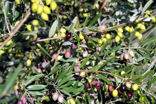 Ζητούν μέτρα για τους ελαιοπαραγωγούς για τις ζημιές από τον δάκο