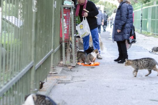 Ποινικοποιούν τη σίτιση αδέσποτων