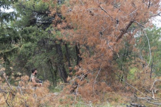 Το φλοιοφάγο έντομο σαρώνει το Σέιχ Σου