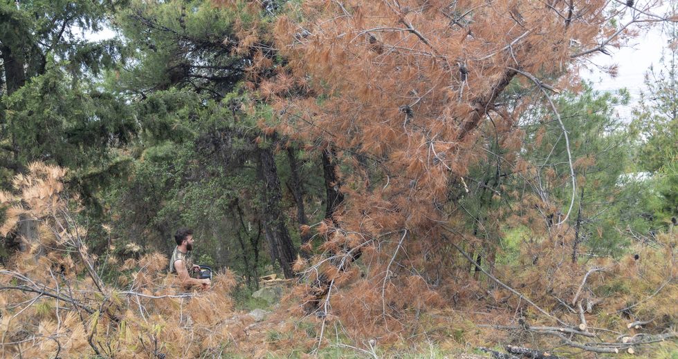 Το φλοιοφάγο έντομο σαρώνει το Σέιχ Σου