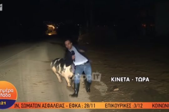Γουρούνι κυνηγά ρεπόρτερ του ΑΝΤ1 σε ζωντανή μετάδοση [βίντεο]