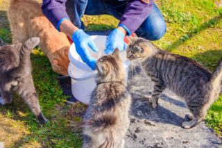 Αποδοκιμασία της ποινικοποίησης σίτισης αδέσποτων από την αντεισαγγελέα Εφετών Αθηνών