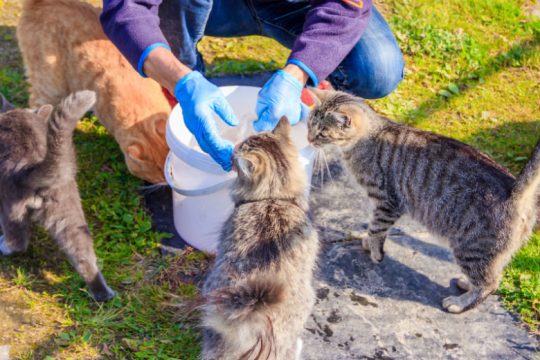 Αποδοκιμασία της ποινικοποίησης σίτισης αδέσποτων από την αντεισαγγελέα Εφετών Αθηνών
