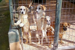 Μια γυναίκα κι ένας σκύλος στο Διακοφτό