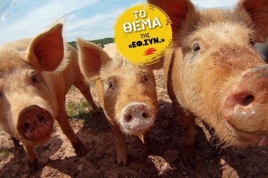Η παγκοσμιοποίηση, η πανώλη των χοίρων και… το σουβλάκι