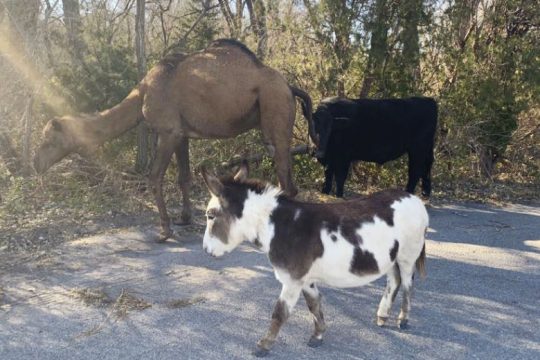 Καμήλα, μοσχάρι και γαϊδουράκι σε φάτνη γιορτής άγριου πάρκου