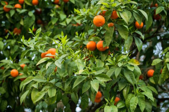 Αυτόπτης μάρτυρας αδυσώπητης νεραντζοκτονίας