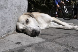 Πού πάνε τ’ αδέσποτα όταν βρέχει, φυσάει και χιονίζει;