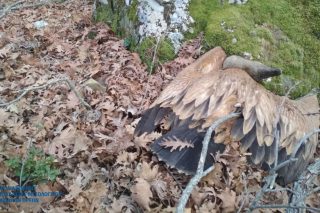 Μαζική δηλητηρίαση σπάνιων προστατευόμενων γυπών