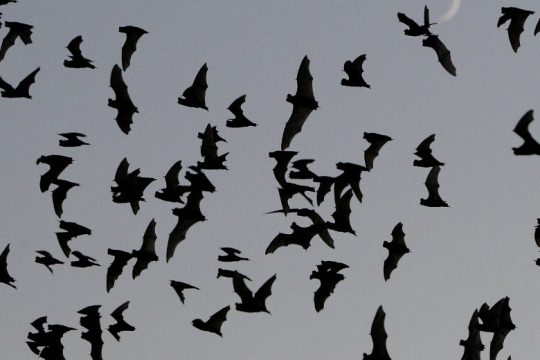 Αγαπημένη λιχουδιά η νυχτερίδα στην Ινδονησία, παρά τον κορονοϊό